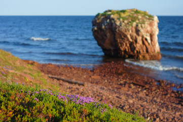 The sunny summer evening at the White sea seashore with flowers in the foreground and the rock in the background. Soft selective focus. Kola penisula, Russia. - 185166811