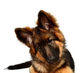 Fluffy German Shepherd dog isolated on white background. Puppy is beautiful, funny and attentive. Portrait, close-up. Good, plush