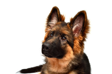 Fluffy German Shepherd dog isolated on white background. Puppy is beautiful, funny and attentive. Portrait, close-up. Good, plush