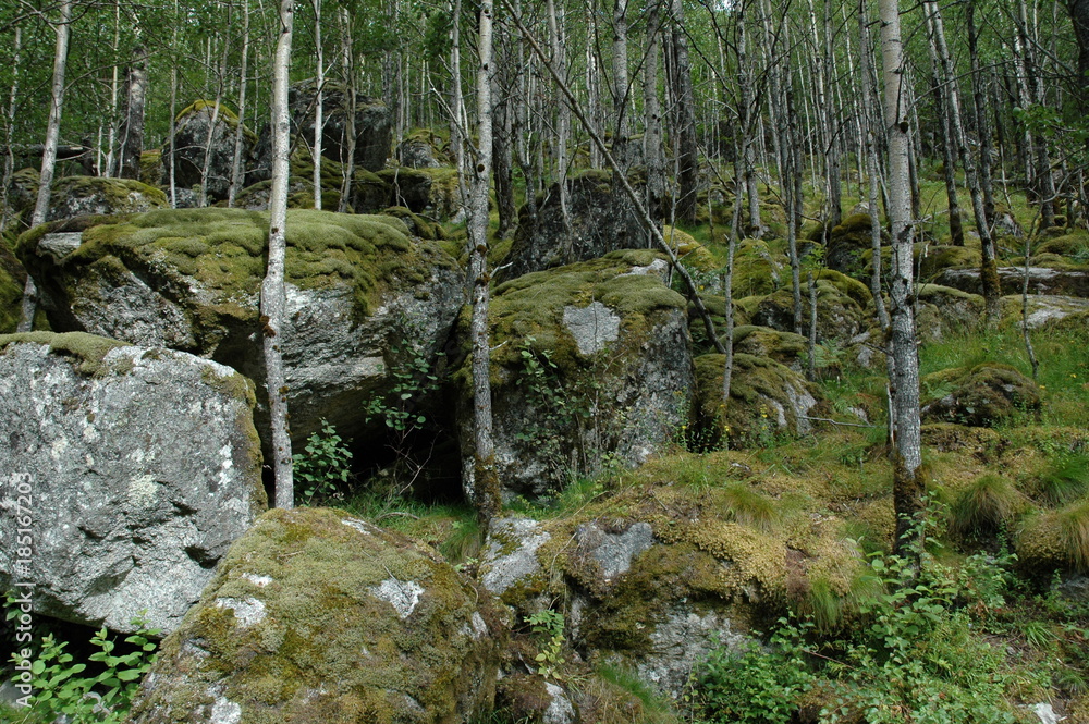 Wall mural forest landscape. norway