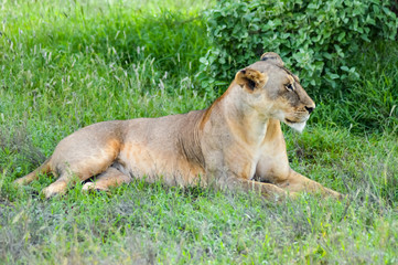 Lioness resting her eyes close under a tree in the savanna of East Tsavo Park in Kenya