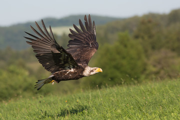  Bald eagle