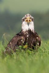  Bald eagle