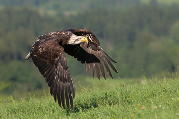  Bald eagle