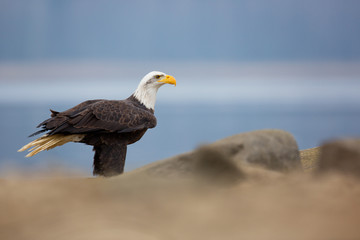 Fototapeta na wymiar Bald eagle