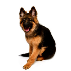 Fluffy German Shepherd dog shows teeth and tongue, angry isolated on white background. Puppy is beautiful, funny and attentive. Portrait, close-up. Sits and looks closely. Good, plush