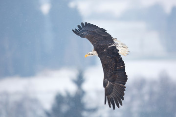  Bald eagle