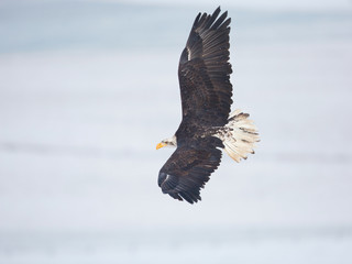  Bald eagle