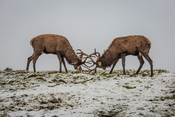 Fighting deers in winter forest.