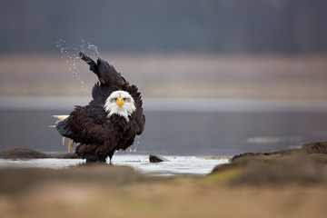  Bald eagle
