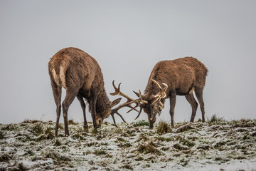 Fighting deers in winter forest.
