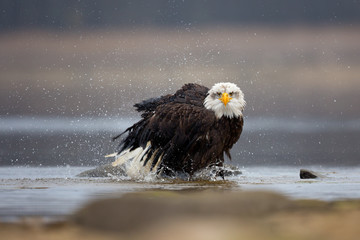  Bald eagle