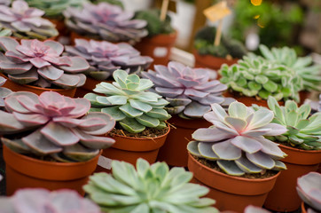 Cactus in shop-window