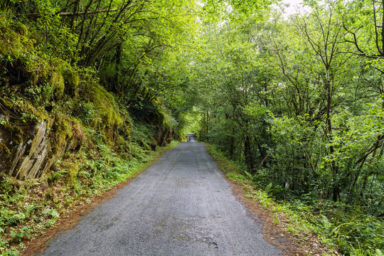 narrow mountain road surrounded by trees and mossy rocks in a typical Atlantic oak forest in Galicia,
