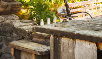 Fototapeta na wymiar Bird - Male Chaffinch (Fringilla coelebs Linnaeus) on the wood table