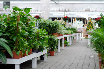 Inside the flower shop