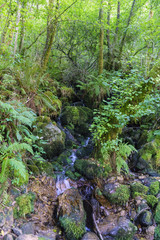small river with many stones with moss, in an oak forest with the ground covered with fallen leaves and ivy in Galicia, Spain. Zone very wooded and very green.