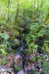 small river with many stones with moss, in an oak forest with the ground covered with fallen leaves and ivy in Galicia, Spain, the water doing silk effect. Zone very wooded and very green.