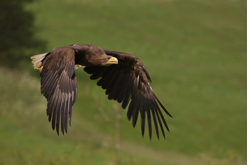 White-tailed eagle