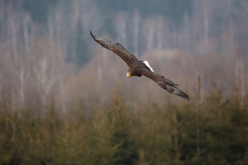 Obraz na płótnie Canvas White-tailed eagle