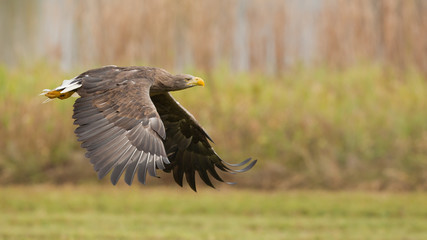White-tailed eagle