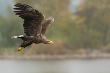White-tailed eagle