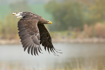 White-tailed eagle
