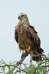 Booted eagle