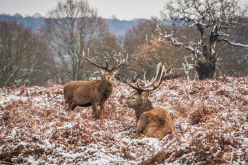 Portrait of majestic powerful adult red deer stag in winter forest.