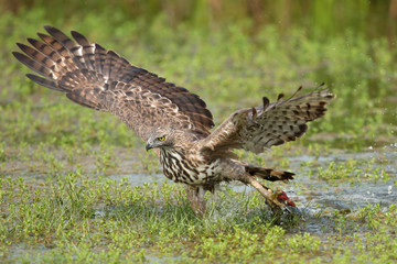 Changeable hawk-eagle