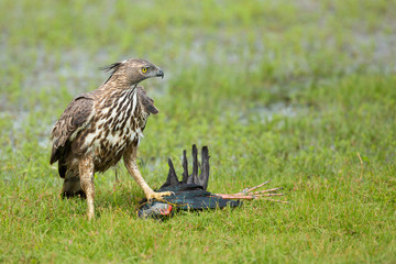 Changeable hawk-eagle