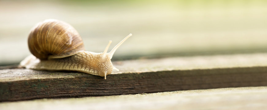 Website banner of a crawling snail - slow web concept