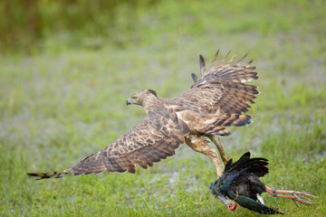 Changeable hawk-eagle