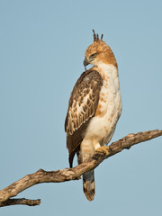 Changeable hawk-eagle