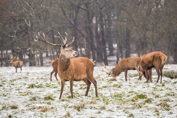 Naklejka na ściany i meble Portrait of majestic powerful adult red deer stag in winter forest.