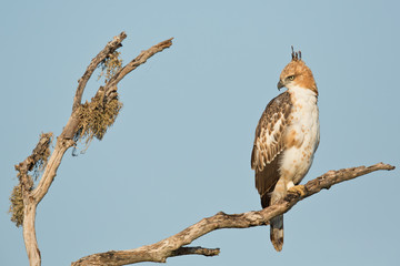 Changeable hawk-eagle