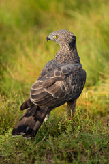 Changeable hawk-eagle