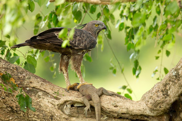 Changeable hawk-eagle