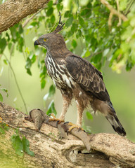 Changeable hawk-eagle