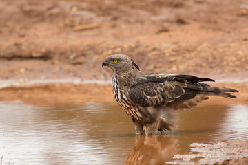 Changeable hawk-eagle