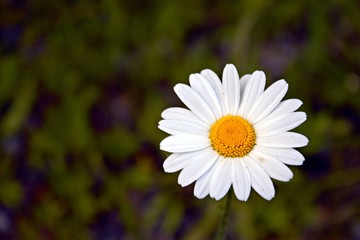 Fototapeta premium White flower close up and blurry background