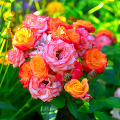 Fototapeta na wymiar Beautiful bouquet of flowers roses in the garden on a lawn background. A lot of greenery and a flower bed. Landscape design. Nature. Perennial plants