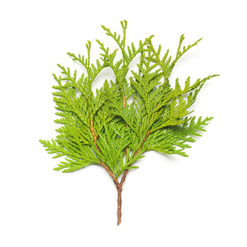 Branch of golden thuja isolated on white background. Coniferous trees. Winter. Christmas. Flat lay, top view