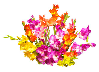 Beautiful bouquet of multicolored gladiolus flowers isolated on white background. Yellow, red,...