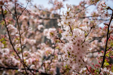 Cheery Blossom on the branch