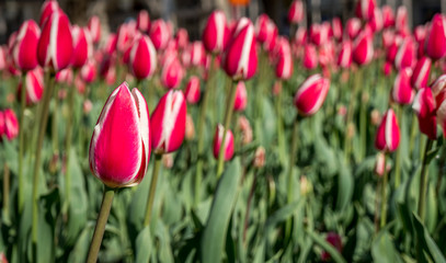 One tulip in a garden of tulips