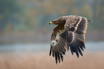 Steppe eagle