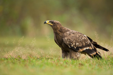 Steppe eagle