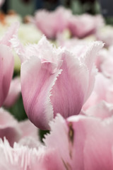 Obraz na płótnie Canvas Zart rosa Tulpe Pastell pastel rose tulip