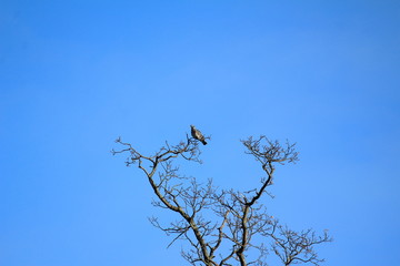 Taube hoch oben in den Ästen vor blauem Himmel